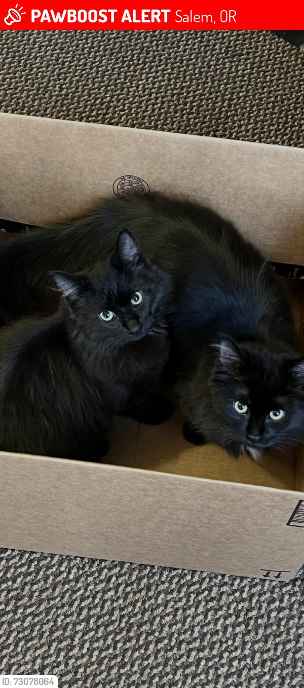 Lost Male Cat last seen San Francisco NE Salem, OR, Salem, OR 97305