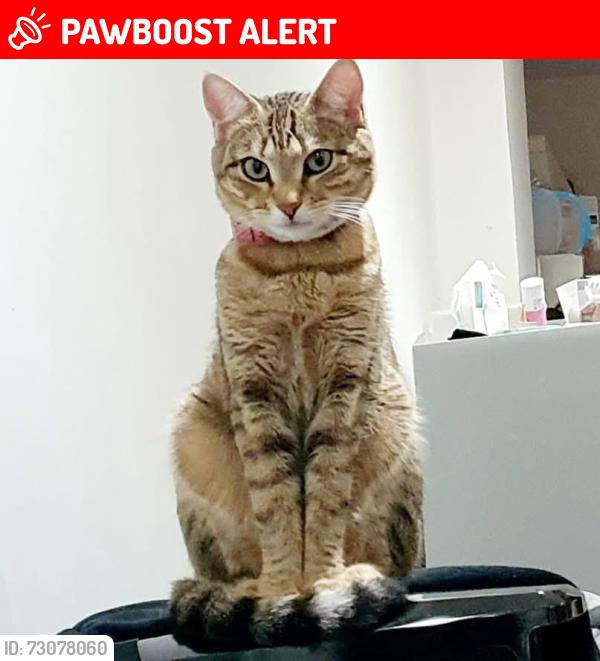 Lost Female Cat last seen Longbridge Road , Greater London, England IG3 9DP