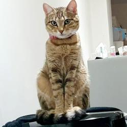 Lost Female Cat last seen Longbridge Road , Greater London, England IG3 9DP