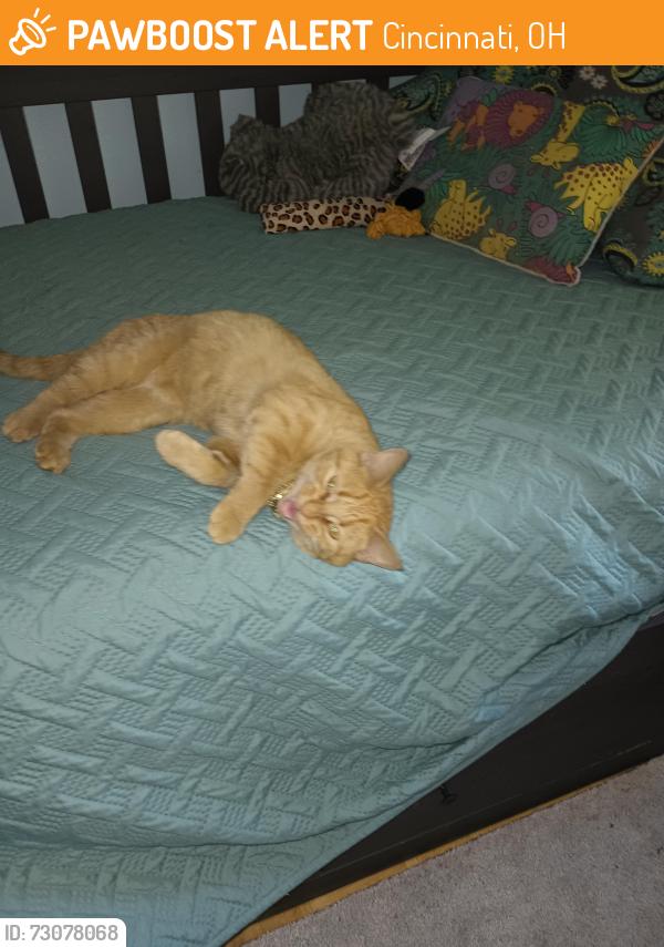 Found/Stray Female Cat last seen Last hse on right side - 2261 Magdalen., Cincinnati, OH 45231