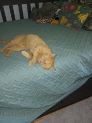 Found/Stray Female Cat last seen Last hse on right side - 2261 Magdalen., Cincinnati, OH 45231