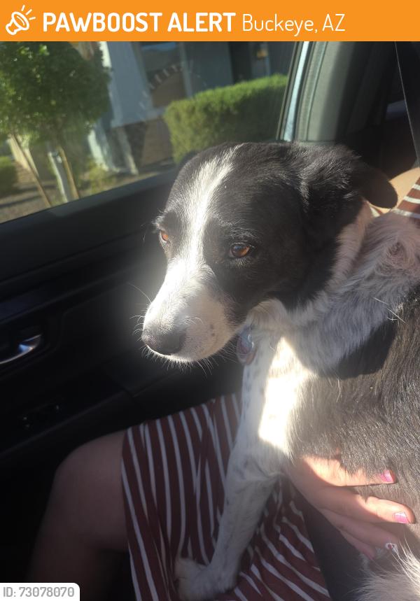 Found/Stray Female Dog last seen Shadow Dr and 222nd ave, Buckeye, AZ 85326