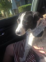 Found/Stray Female Dog last seen Shadow Dr and 222nd ave, Buckeye, AZ 85326