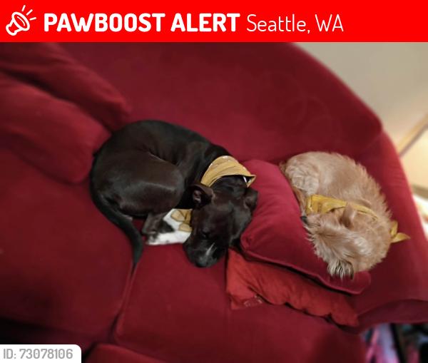 Lost Male Dog last seen Near 3rd ave Seattle wa 98121 Bell Town Dog park, Seattle, WA 98121