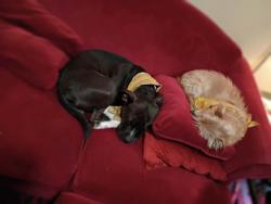 Lost Male Dog last seen Near 3rd ave Seattle wa 98121 Bell Town Dog park, Seattle, WA 98121