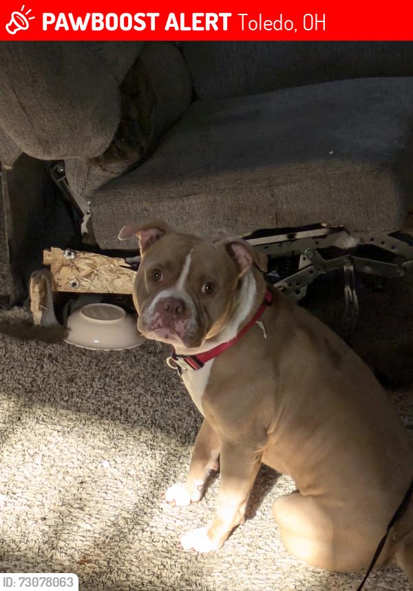 Lost Male Dog last seen Chase st. Manhattan st., Toledo, OH 43611