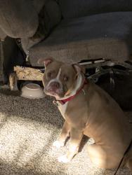Lost Male Dog last seen Chase st. Manhattan st., Toledo, OH 43611