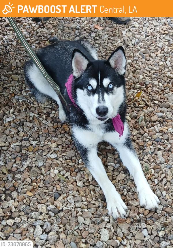 Found/Stray Female Dog last seen Gillie & Arleen. Zachary, La, Central, LA 70791