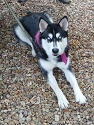 Found/Stray Female Dog last seen Gillie & Arleen. Zachary, La, Central, LA 70791