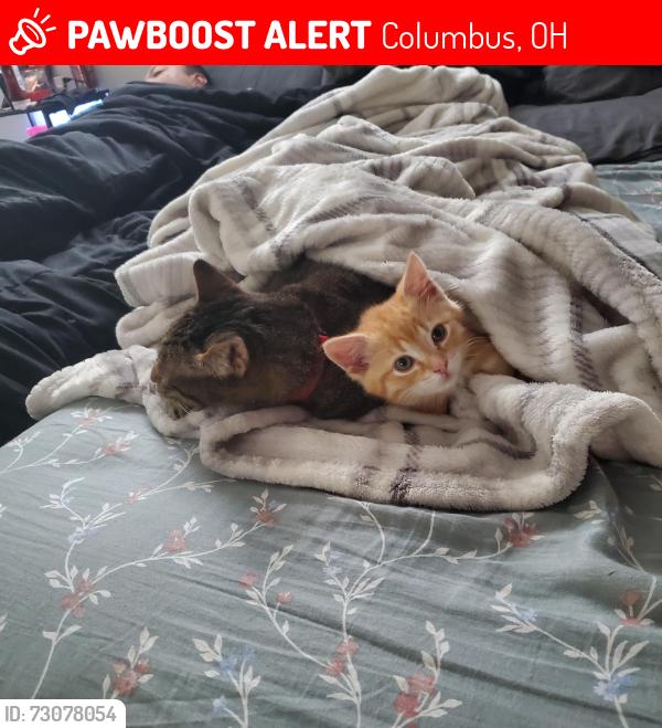 Lost Male Cat last seen Wilson Woods Dr , Columbus, OH 43204