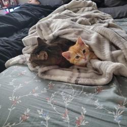 Lost Male Cat last seen Wilson Woods Dr , Columbus, OH 43204