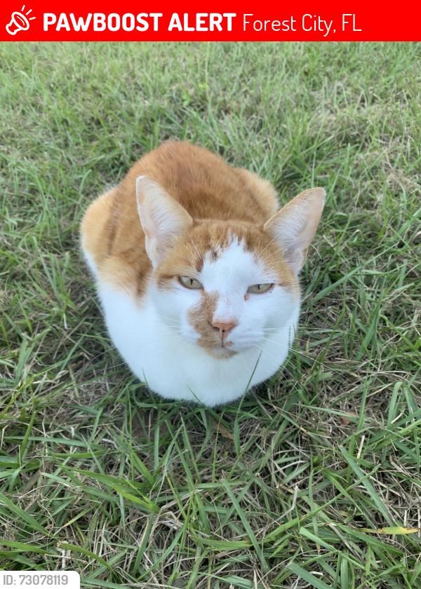 Lost Male Cat last seen W Lake Brantley Road, Forest City, FL 32703