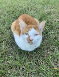 Lost Male Cat last seen W Lake Brantley Road, Forest City, FL 32703