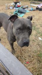 Found/Stray Female Dog last seen Franklin park, Spokane, WA 99205