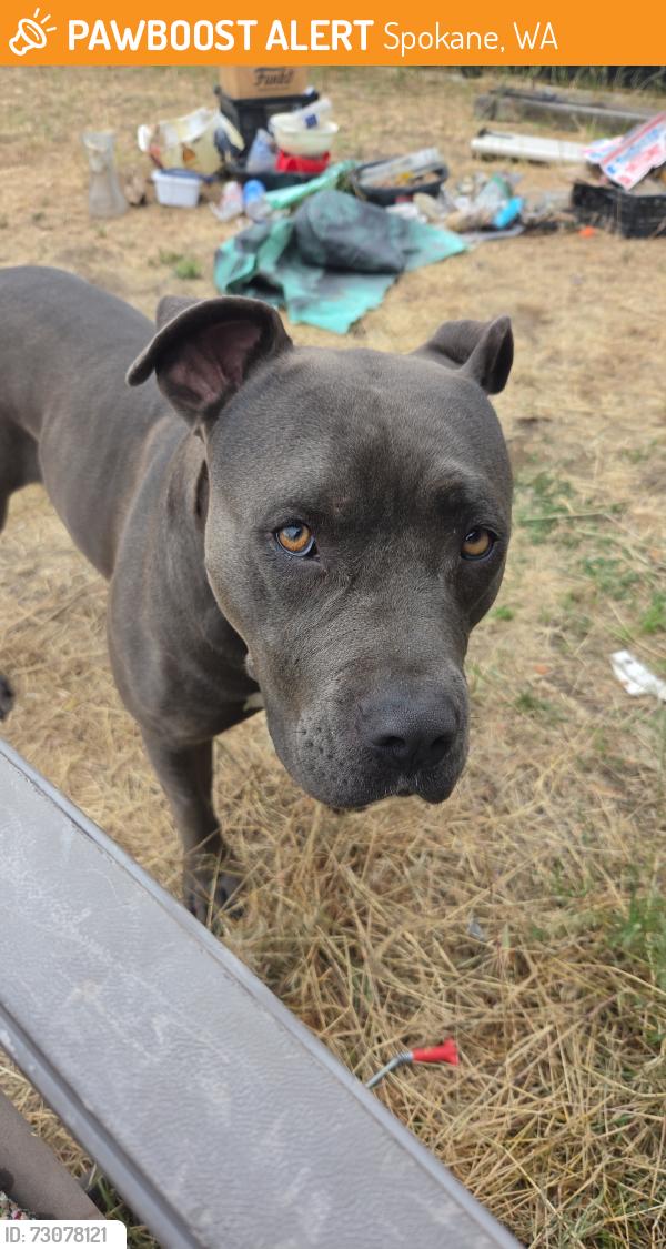 Found/Stray Female Dog last seen Franklin park, Spokane, WA 99205