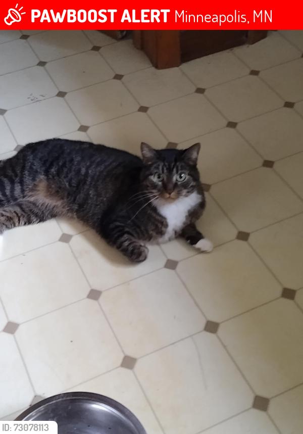 Lost Female Cat last seen Knox Ave S, Penn Lake area, Minneapolis, MN 55431