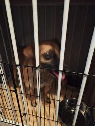 Reunited Male Dog last seen Cavan way and crest knoll drive, Mableton, GA 30126