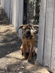 Found/Stray Male Dog last seen N. Fourth Street, El Cajon, CA 92019