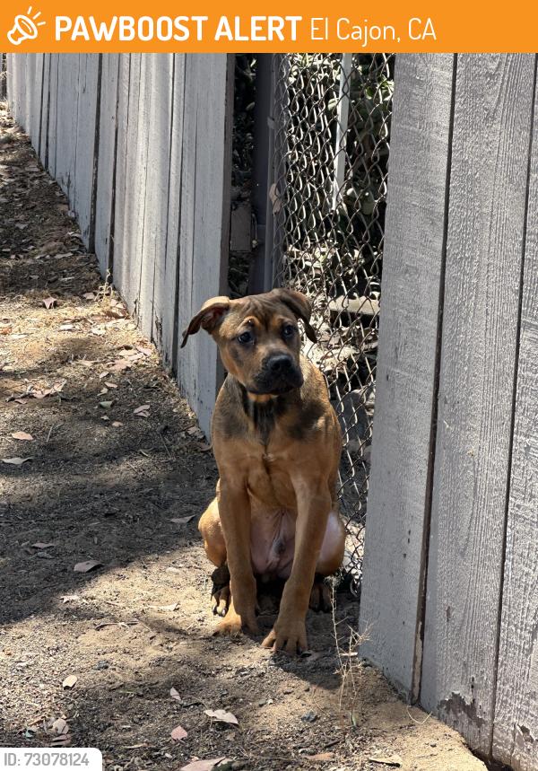 Found/Stray Male Dog last seen N. Fourth Street, El Cajon, CA 92019