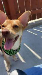 Reunited Male Dog last seen Near & Francisco, Chicago, IL 60629