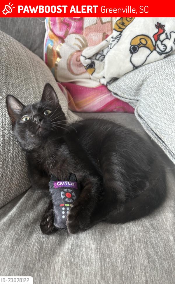 Lost Male Cat last seen Fairlane cir /Henderson rd, Greenville, SC 29607