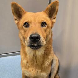 Shelter Stray Female Dog last seen , 2451 N Expressway 281, Edinburg, TX 78541, USA