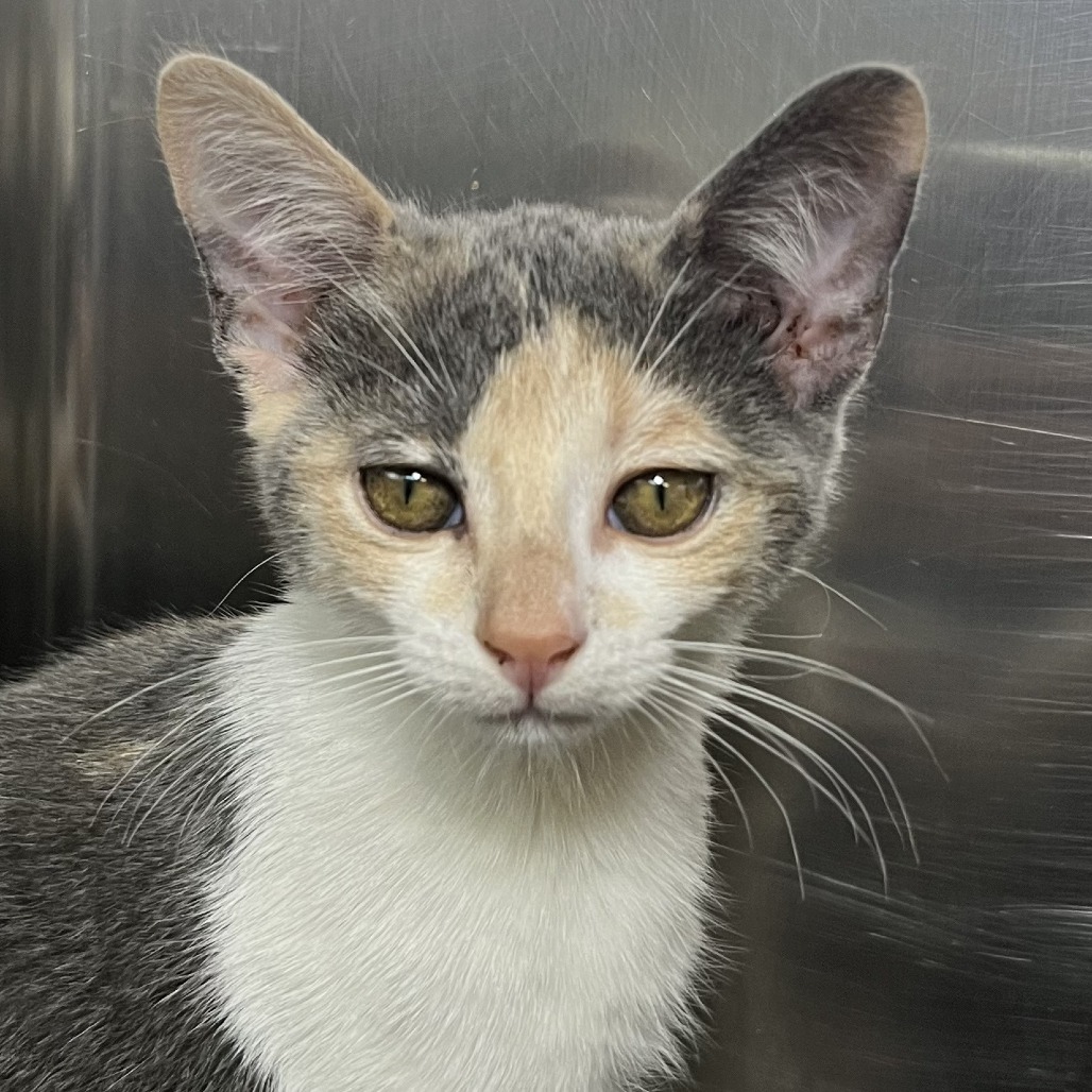 Shelter Stray Female Cat last seen , 4575 E Mesquite Ave, Palm Springs, CA 92264, USA