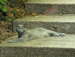 Found/Stray Unknown Cat last seen Gann Store Road, Chattanooga, TN 37343