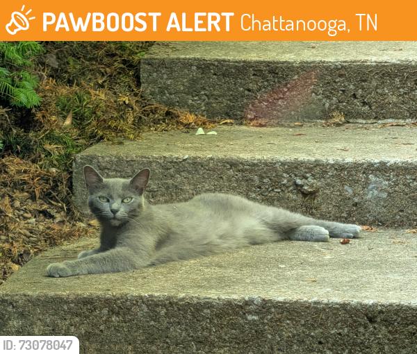 Found/Stray Unknown Cat last seen Gann Store Road, Chattanooga, TN 37343