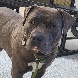 Shelter Stray Male Dog last seen , 1013 Garfield St, Oak Park, IL 60304, USA