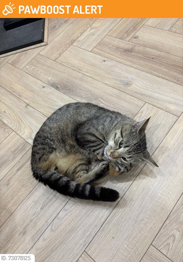 Found/Stray Male Cat last seen Tessall lane, West Midlands, England B31 5EE