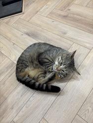 Found/Stray Male Cat last seen Tessall lane, West Midlands, England B31 5EE