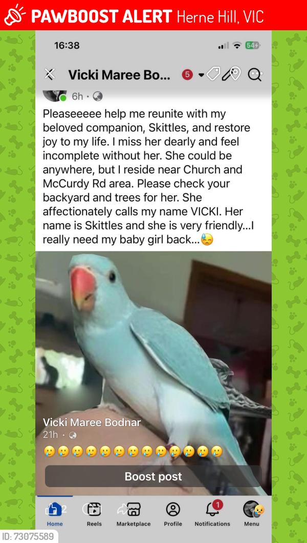 Lost Female Bird last seen McCurdy road, Herne Hill, VIC 3218