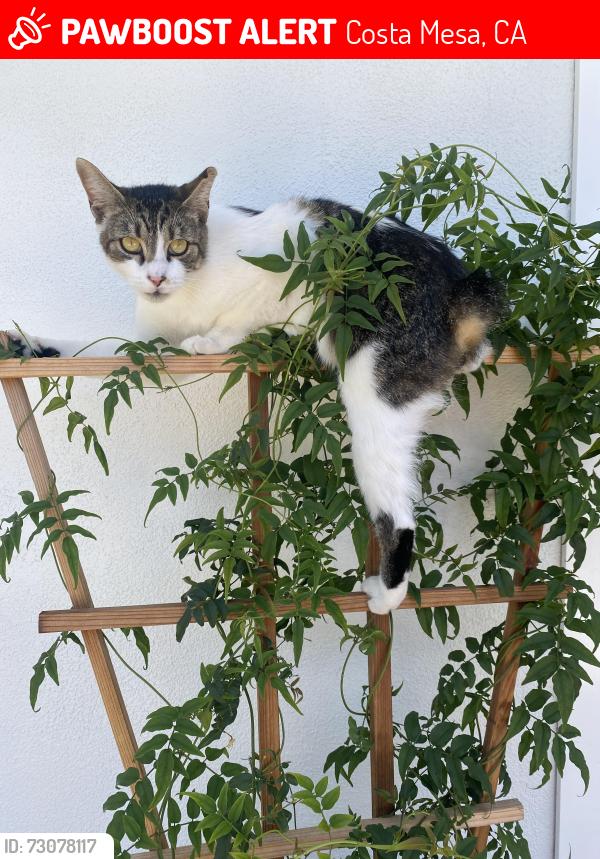 Lost Male Cat last seen Mesa Del Mar, Costa Mesa, Costa Mesa, CA 92626