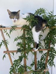 Lost Male Cat last seen Mesa Del Mar, Costa Mesa, Costa Mesa, CA 92626