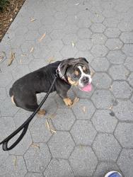 Reunited Female Dog last seen Route 46 West and Piaget Ave, Christopher Columbus Middle School, Clifton, NJ 07011
