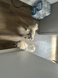 Lost Female Dog last seen Skyline Road, Dale, TX 78616