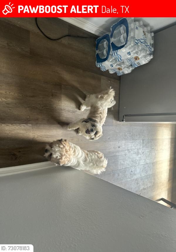 Lost Female Dog last seen Skyline Road, Dale, TX 78616
