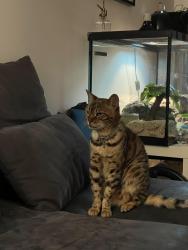 Lost Female Cat last seen Robert taite drive and Willhaven, Ottawa, ON K4C 0B1
