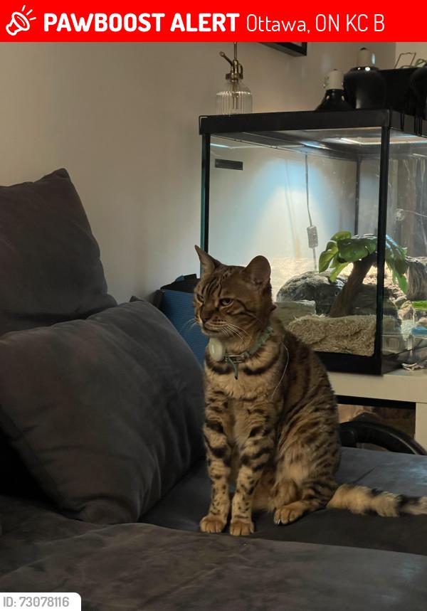 Lost Female Cat last seen Robert taite drive and Willhaven, Ottawa, ON K4C 0B1