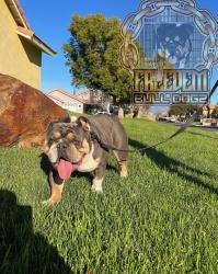 Lost Male Dog last seen Shamrock Andy eucalipto, Rialto, CA 92376