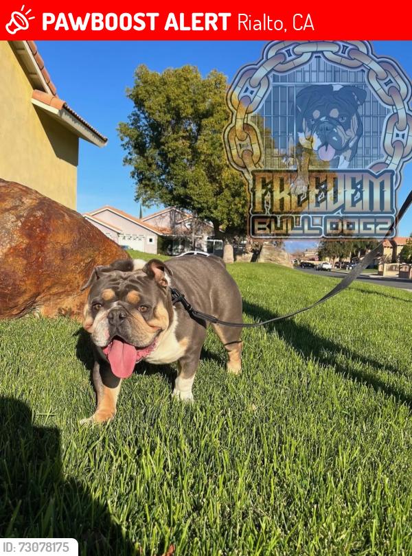 Lost Male Dog last seen Shamrock Andy eucalipto, Rialto, CA 92376