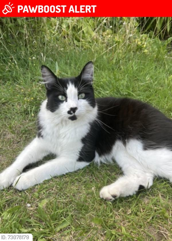Lost Female Cat last seen My hse , Greater London, England IG6 2SB