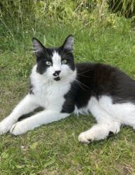 Lost Female Cat last seen My hse , Greater London, England IG6 2SB