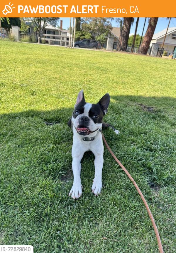 Found/Stray Male Dog last seen Augusta fresno, Fresno, CA 93726