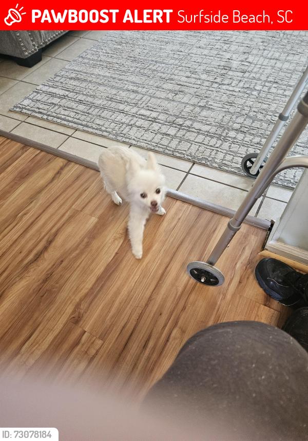 Lost Male Dog last seen Hollywood drive, Surfside Beach, SC 29575