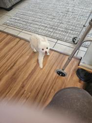 Lost Male Dog last seen Hollywood drive, Surfside Beach, SC 29575