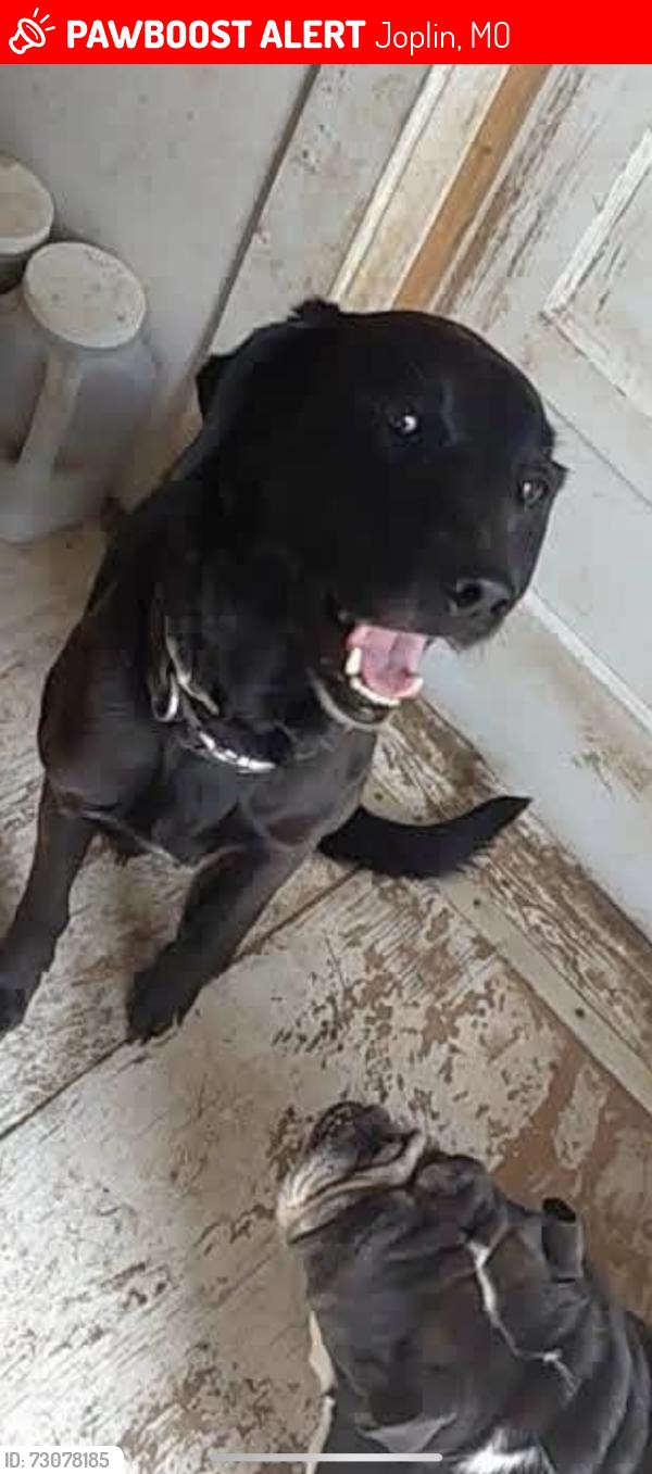 Lost Male Dog last seen 4th and Jackson Ave by cash savers, Joplin, MO 64802