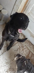 Lost Male Dog last seen 4th and Jackson Ave by cash savers, Joplin, MO 64802