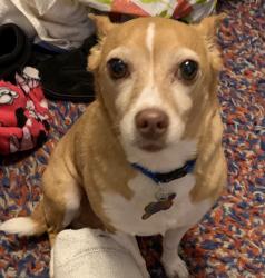 Lost Male Dog last seen Kingman Dr., South Tryon St., Charlotte, NC 28217
